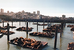 1995 - USA 008 (Pier 39)